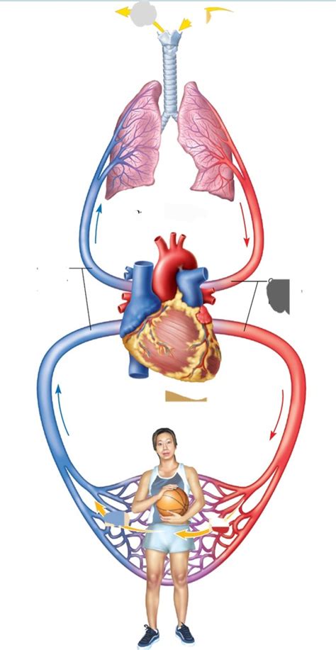 Image result for Cardiac System Explained Simple Beginners