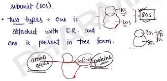 Human Anatomy And Physiology 1 Unit 1 Notes - 1st Semester B Pharmacy ...