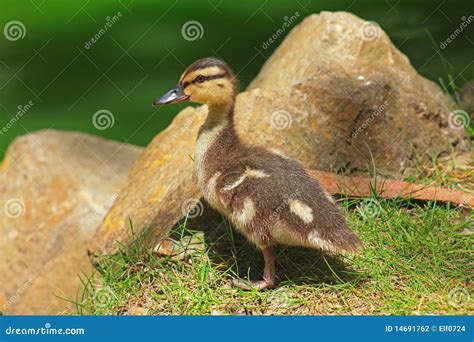 Cute Baby Mallard Duck stock photo. Image of newborn - 14691762