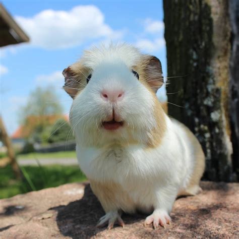 Abyssinian For Sale | Guinea Pigs | Breed Information | Omlet