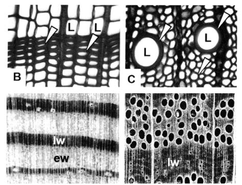 Image result for Cache Microscopic