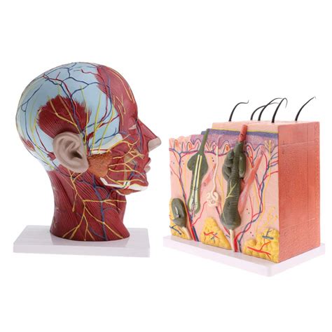 Buy Set Life Size Anatomy Model Skin Layers & Head Neck Nerves for ...