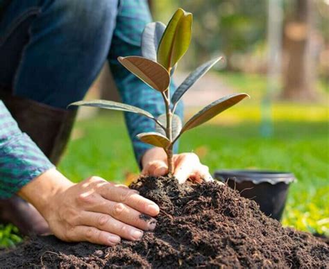 Image result for Go Win Net