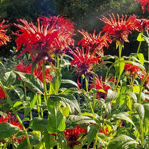Jacob Cline Scarlet Bee Balm, Monarda, Oswego Tea, Bergamot - Butterfly ...