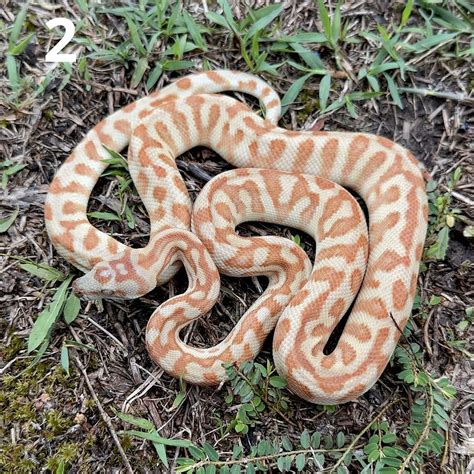 Image result for Snake Carpet Python