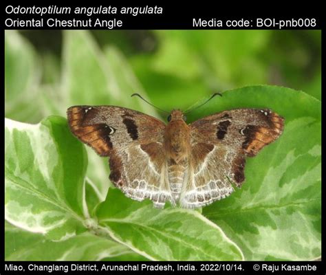 Odontoptilum angulata angulata | Butterfly