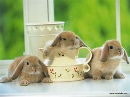 Image result for Holland Lop Bunny Cage