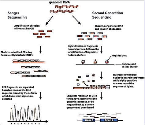 DNA Sequencing Technologies 的图像结果