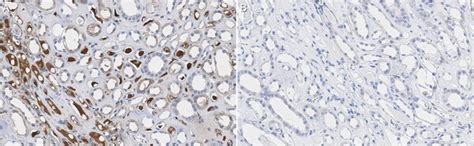 Anti-Kininogen-1 Antibody, clone 2B7 | MABN2630-25UG