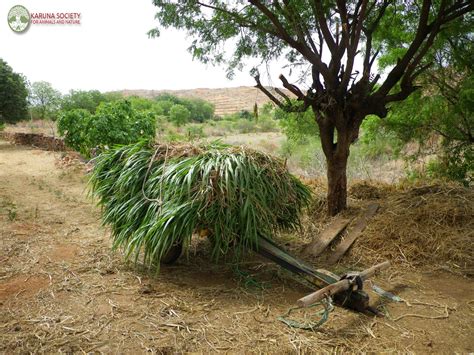 Cow Fodder 的图像结果