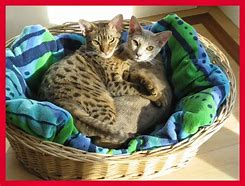 Image result for Kitten Cutest Cat in the World