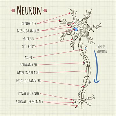 Structure of neuron — lesson. Science State Board, Class 10.
