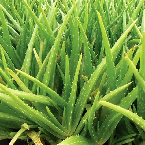 Aloe Plant Turning Brown? [10 Reasons & Fixes] - Plants Craze