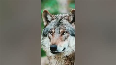 Wolves Transforms 的图像结果