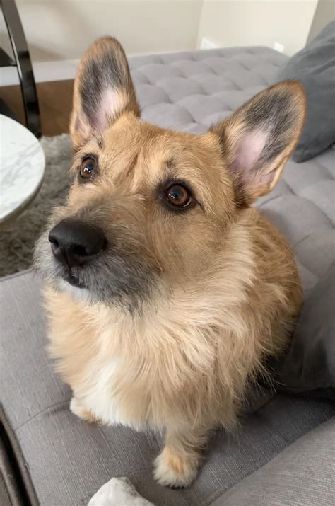 Scottish Terrier Corgi Mix