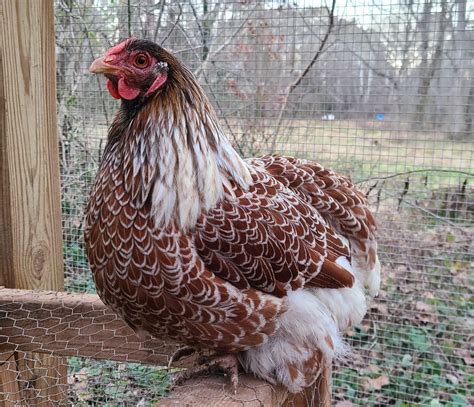 Blue Laced Red Wyandotte – The Pasture Farms