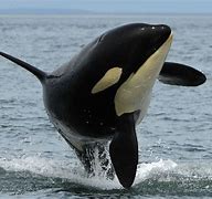 Image result for cetacean