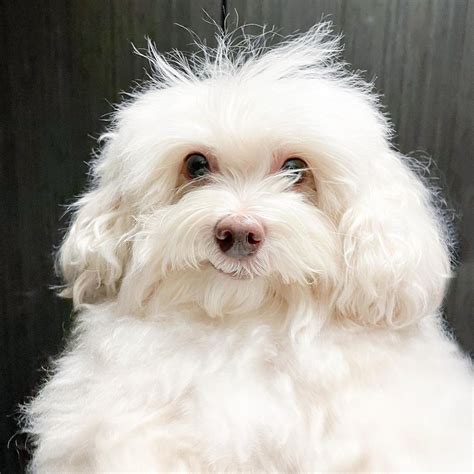 Image result for Havapoo Information