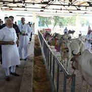 राष्ट्रीय गोकुल मिशन
