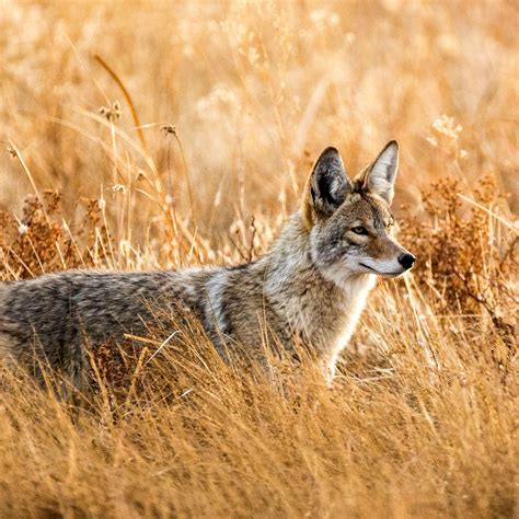 Hunting License Nevada