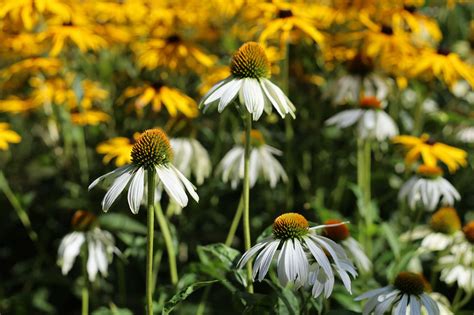 Flowers That Start With E (Here Are 10 Great Options) - Petals And Hedges