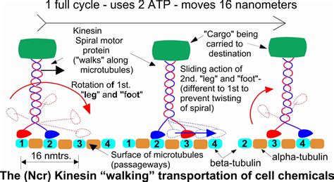 https://universe-review.ca/I10-91-kinesin.jpg