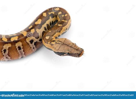 Image result for Wild Python Tail