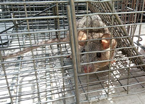 Image result for Rat-catcher Methods