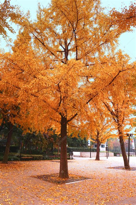 秋天银杏树摄影图高清摄影大图-千库网