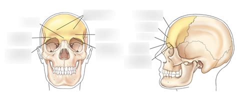 Image result for Frontal Bone Function