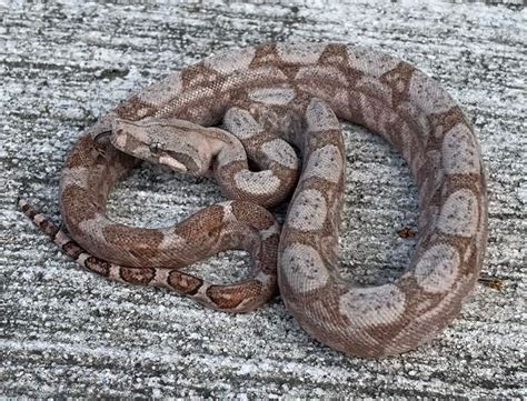 Hogg Island Boa Constrictors for sale | Snakes at Sunset