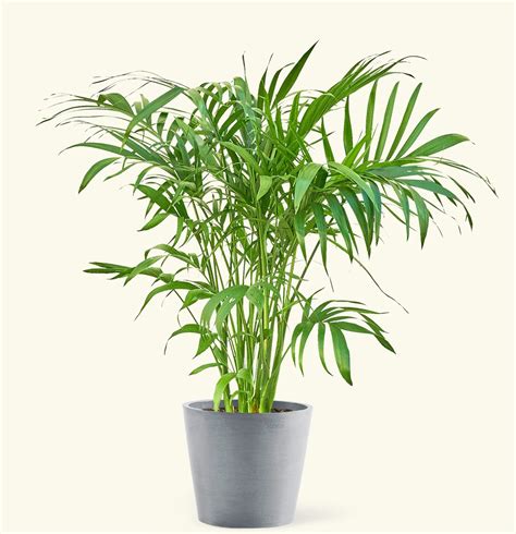 Bamboo Palm Plant - Nestreeo.com