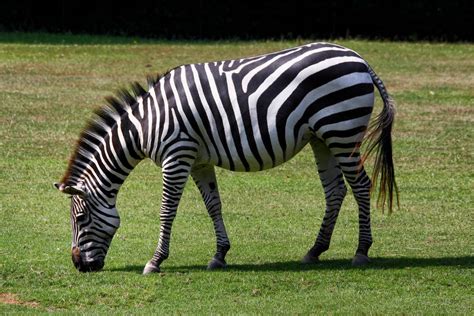 Image result for Zebra Programming Language Applications