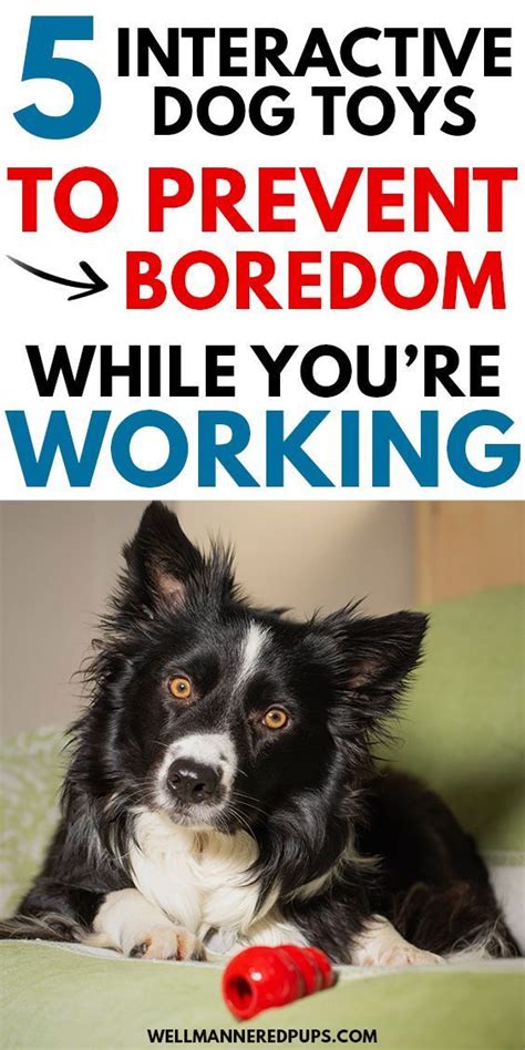 Image result for Homemade Interactive Games for Dogs