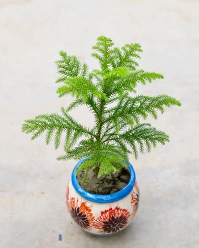 Rajdhani Nursery - Best Plant Nursery Online in Delhi