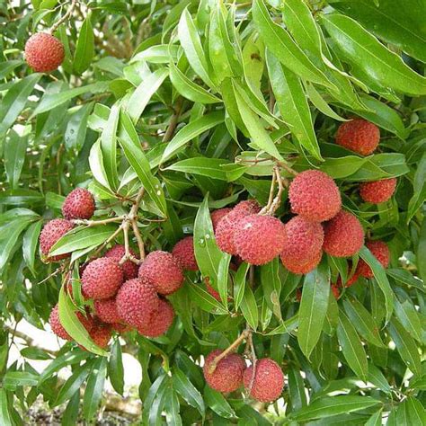 Buy Nephelium Litchi - 0.5 kg Seeds online from Nurserylive at lowest ...