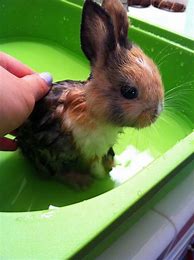 Image result for Super Cute Baby Bunnies
