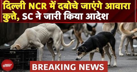 SC Decision on Street Dogs: Delhi-NCR में दबोचे जाएंगे आवारा कुत्ते ...
