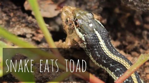 Image result for Toad Eating Raven