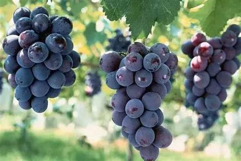 葡萄怎么种植-全民百科