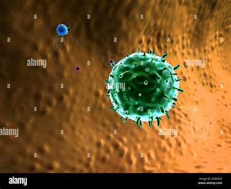 phagocyte kills viruses, inside the human body, medical 3D graphics, lymphocyte, Lymphocytes ...