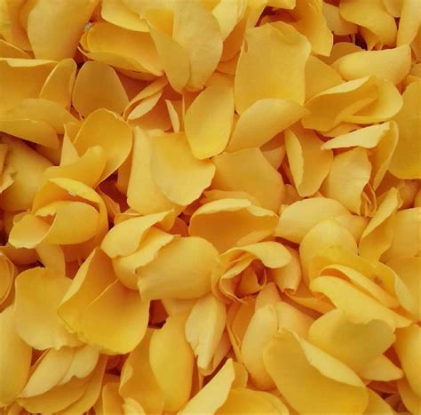 Real Rose Petals | Real rose petals, Yellow rose petals, Wholesale roses