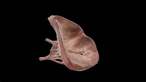 3D Anatomy Model of Mitral Valve