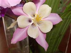 tutti i fiori un mazzo di fiori quot libroaperto quot tutti i fiori un mazzo di fiori quot libroaperto quot