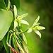 Aiden Gardens Vanilla Orchid Plant Vanilla Planifolia Vanilla Bean ...