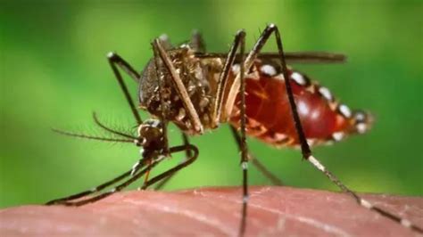 Dengue Case In Bihar: बिहार खतरनाक होता जा रहा है डेंगू, जहनाबाद के ...