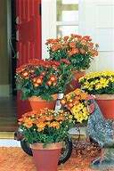 Image result for Growing Mums in Containers