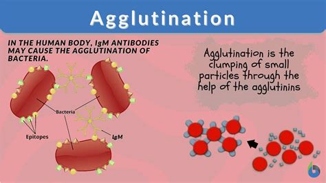 Image result for Agglutination Test