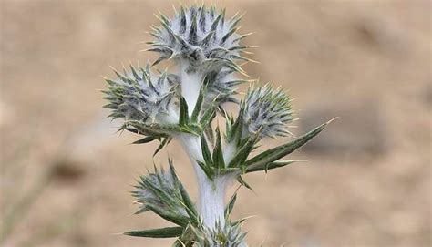 Kibber Wildlife Sanctuary Is A High-Altitude Haven For Travellers In 2026