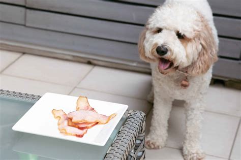 Can Dog Eat Raw & Cooked Pork?